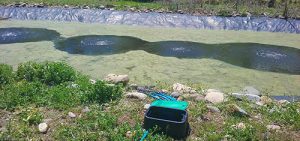 With the new aerators installed and operational, the algae in this pond is beginning to clear and lagoon algae control is beginning