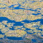 Algae on the surface of a wastewater lagoon