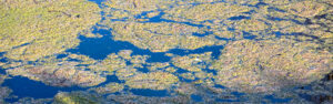 Algae on the surface of a wastewater lagoon